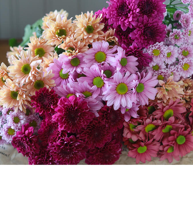 Vakre, vidunderlige<br/> krysantemum