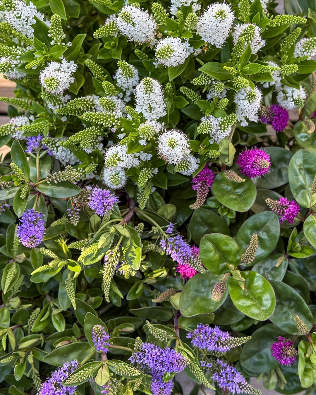 Hebe i mange farger; hvit, rosa og lilla