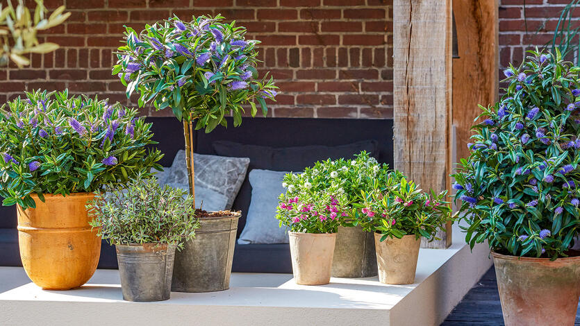 Slik steller du hebe