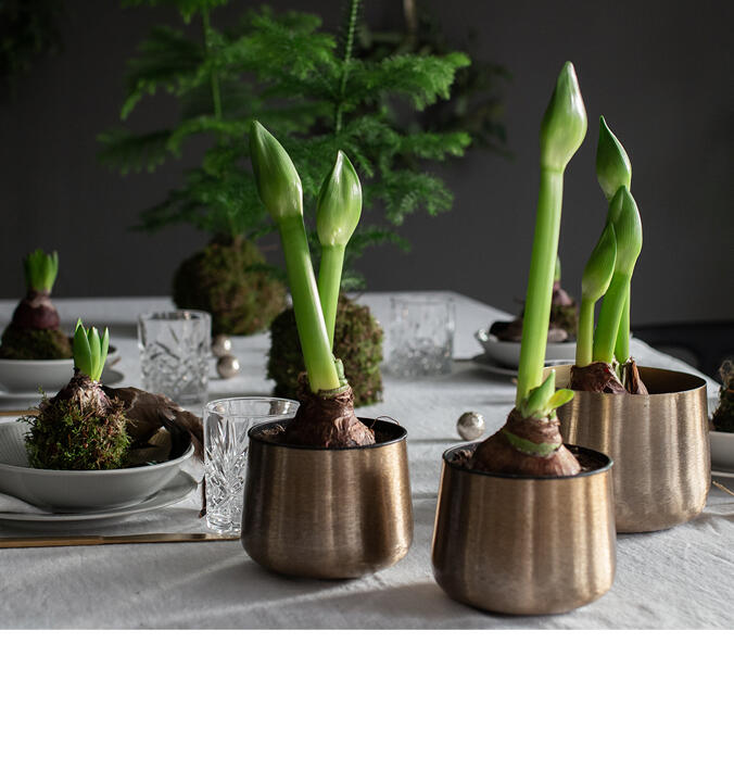 Slik f&aring;r du svibler og amaryllis</br> i vase til &aring; vare