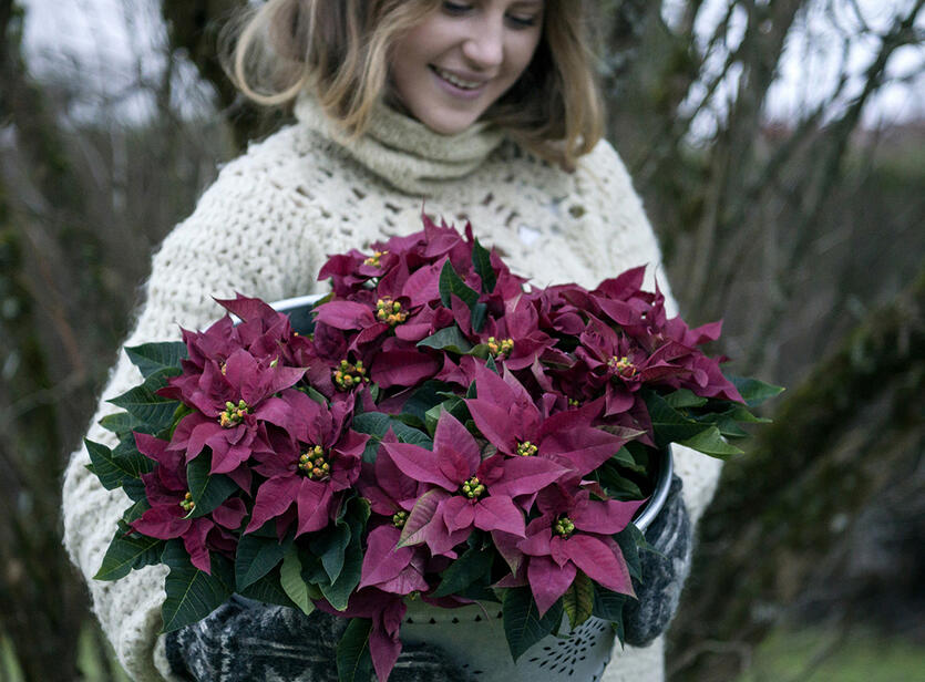 Gi bort en julestjerne