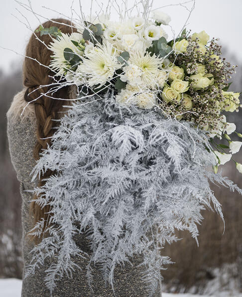Phalaenopsis Orkidé