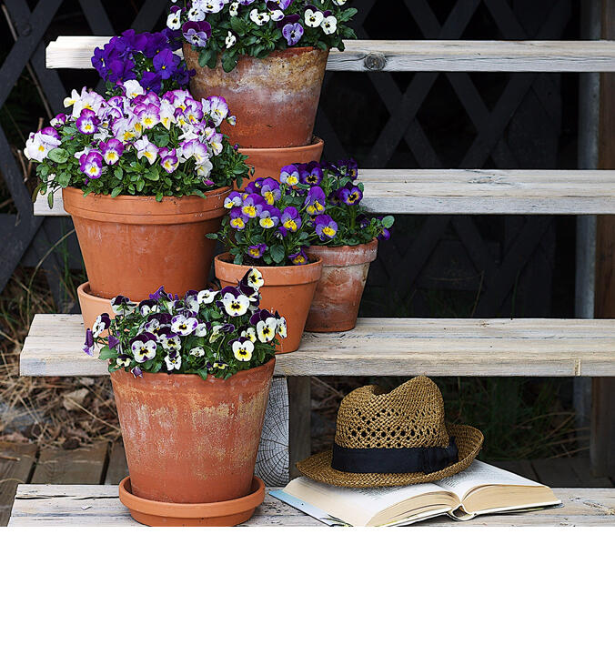 V&aring;rens potteplanter &ndash; disse t&aring;ler v&aring;rens kulde