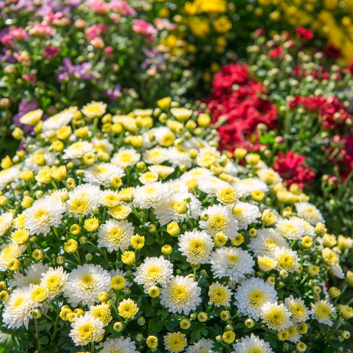 Hvit, rød, rosa og gul frilandskrysantemum