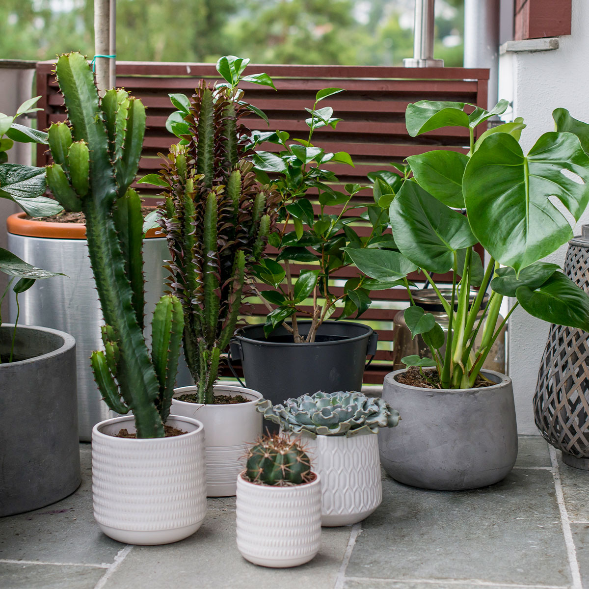 Grønne planter på terasse